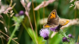July 05, 2016-0145-Edit.jpg