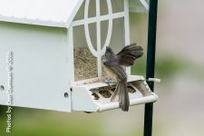Birds before the storm-0505-Edit.jpg
