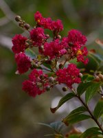 RedFlower.jpg