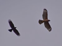 Hawk.jpg