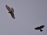 Hawk2.jpg