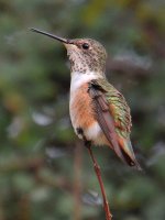 Hummer6.jpg