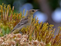Oriole9.jpg