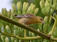 Oriole8.jpg