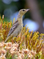 Oriole10.jpg