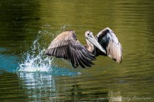 DSC_6488.jpg