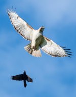 Hawk Chased-100.jpg