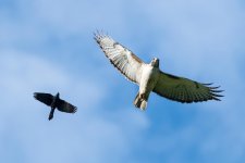 Chased Hawk-101.jpg