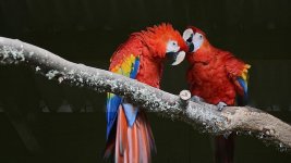 Hamilton Zoo.40.jpg