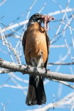 RobinWorm-100.jpg