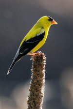 Goldie-130.jpg