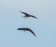 DSC_6653.jpg