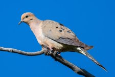 MourningDove-100.jpg