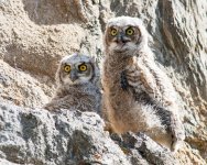 Estes Owls-102.jpg