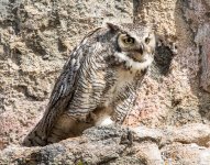 Estes Owls-103.jpg