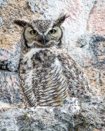 Estes Owls-104.jpg