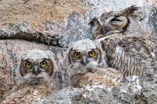 Estes Owls-101.jpg