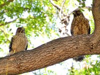 Hawk.jpg