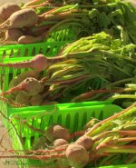 Farmers Market Radishes 7-13-2016.jpg