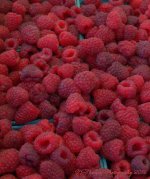 Farmers Market Raspberries 7-13-2016.jpg