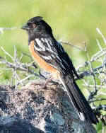 SpotTowhee-101.jpg