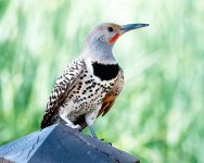Flicker-110.jpg