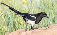 Magpie-110.jpg