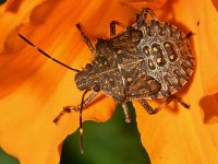 Beetle2.jpg