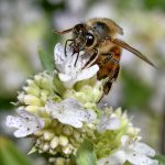 Bee2.jpg