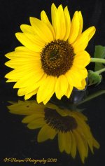 Sunflower with Reflection 7-14-2016.jpg