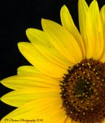 Sunflower Close Up 7-14-2016.jpg