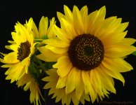 Sunflower Bouquet 7-14-2016.jpg