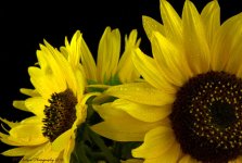 Sunflower Bouquet Close Up 7-14-2016.jpg