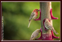Morning Birds-0662-Edit.jpg