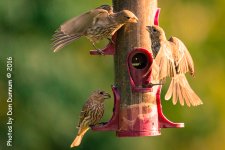 Morning Birds-0751.jpg