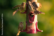 Morning Birds-0752.jpg