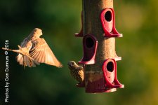 Morning Birds-0755.jpg