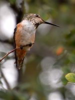 Hummer5.jpg