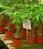 Braided Money Tree 7-15-2016.jpg