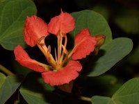 Bauhinia.jpg