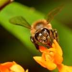 Bee.jpg