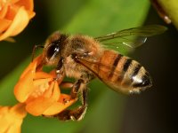 Bee2.jpg