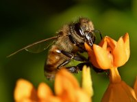 Bee3.jpg