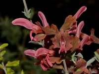 Salvia.jpg