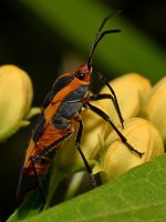 Milkweed.jpg