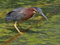 GreenHeron.jpg