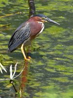 GreenHeron2.jpg