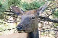 MamaElk-100.jpg