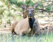 MamaElk-101.jpg