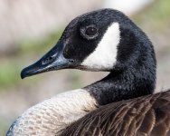 GooseHead-100.jpg